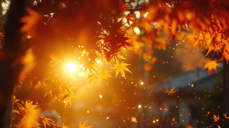 sunlight shining through autumn leaves